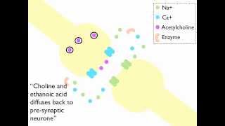 Synaptic Transmission at a Cholinergenic Synapse Animation [upl. by Bueschel713]