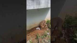 New born puppys near my house 🐕🐕🐕🐕 [upl. by Blaze]