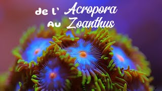 Épisode n°1  Le Zoanthus 🪸 [upl. by Teraj]