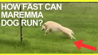 How fast can Maremma sheep dog run Livestock Guardian Dog Top Speed [upl. by Marozas]