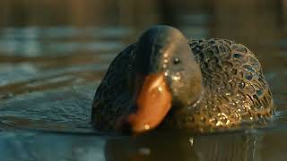 Battleship Swimmer PRO Mallard Hen Stand Up Video [upl. by Cochard842]