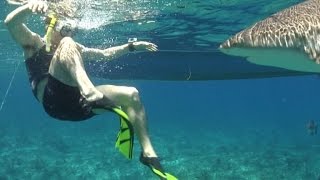 Expert Says Punch a Shark in the Nose Grab His Gills During Attack [upl. by Haiacim]