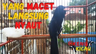 Pancingan Kacer Gacor Paling Ampuh Djamin Gak Butuh Lama Buat Yang Macet Bunyi Langsung Respon Gacor [upl. by Millwater342]