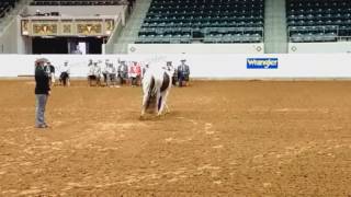 2017 Pinto World Show  Western Showmanship Pony [upl. by Cedell]