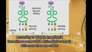 Wobble hypothesis  Biochemistry  protein synthesis  Codon and anticodon [upl. by Isa]