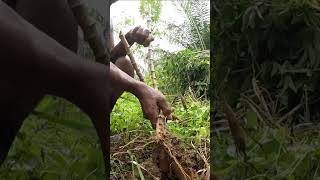 Harvesting cassava part 351 shorts farming cassava nature cassavaroots cassavafarming [upl. by Zetes]