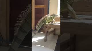 Spike Iguana Kontes reptiles pets greeniguana [upl. by Aztinad]