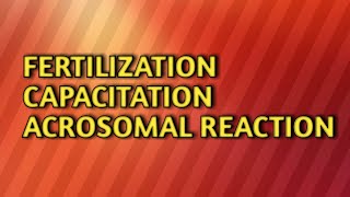 Fertilizationcapacitationacrosomal reaction [upl. by Lluj912]