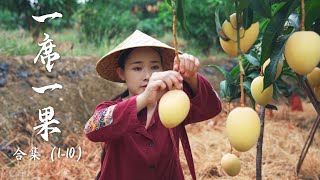 Fruit Compilation 1  Lychee Longan Mango A collection of Yunnan fruits documented before [upl. by Heady]