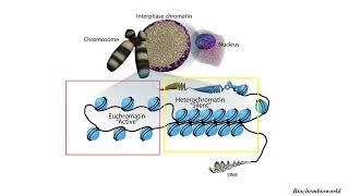 Differences between EUCHROMATIN and HETEROCHROMATIN [upl. by Noach]