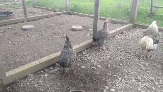 Araucana Chickens  Breeding Pen 2 Closer look at the birds [upl. by Weikert572]