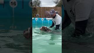 British bull dog Bertie loves water so his human wanted to make sure he could swim 🐾💕🇬🇧💦 [upl. by Eiralc]