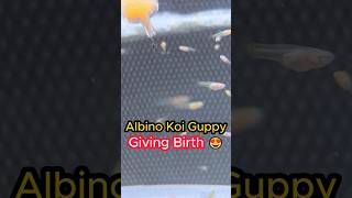 Albino Koi Guppy Giving Birth in The Aquarium Tank [upl. by Ainafets]