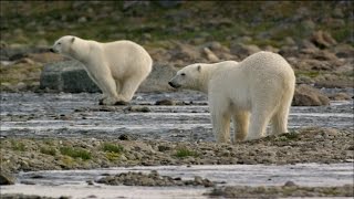 Polar Bears Try to Catch Salmon [upl. by Aisan]