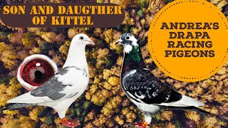 Son And Daugther Of Kittel  Andreas Darpa Racing Pigeons  Racer Pigeons  Breeder Racing Pigeons [upl. by Bowyer]