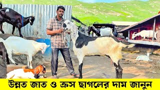 তোতাপুরী বিটল বোয়ার বারবারি শিরহী ও কস ছাগলের দাম জানুন goat farm in bangladesh [upl. by Avalsorim]