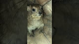 Hyrax calls out for his momma foryou hyrax fy animal funnyanimals laughoutloud araspaciuxiu [upl. by Spindell]