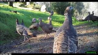 Turkeys and a peahen that thinks shes a turkey parade around Mariposa County California [upl. by Lexie]