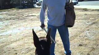 Hungarian European Doberman from King of Darkness Kennel show good bite work [upl. by Mcmath]