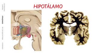 DIENCÉFALO HIPOTÁLAMO NÚCLEOS FUNCIONES CONEXIONES [upl. by Edelsten]