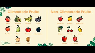 Climacteric and Non Climacteric Fruits Hort 508 Postharvest Horticulture [upl. by Macey]