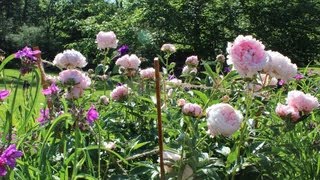 How to make garden stakes for peonies or tomatoes by Jon Peters [upl. by Yleve469]