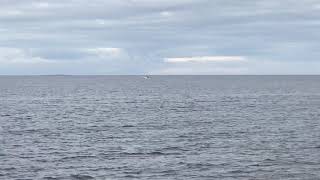 Dolphins at Prestwick Beach 14th September 2020 [upl. by Ahsinelg]