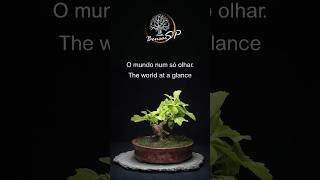 Mini Bonsai  Duranta erecta Bonsai SP [upl. by Savage]