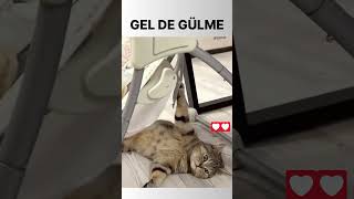 Bebek Sallayan Kedi [upl. by Icyak]