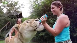 Híbridos ANIMALES más FUERTES Que Existen en el Mundo ¿Cuál es el Felino Más GRANDE del Mundo [upl. by Asirb]