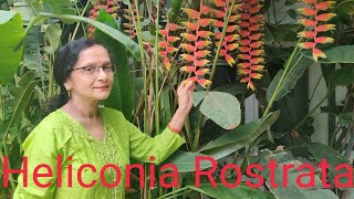 All about Heliconia Rostrata [upl. by Dannica]