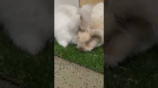 Meet Digby and Baxter English Angora bunnies eagleeyefarm farmgirlfab bunnies angora farmlife [upl. by Coughlin]