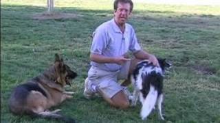 Dog Herding Tips on Border Collies  How a Border Collie Herds to the Left [upl. by Estrin]