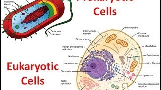 Prokaryotes vs Eukaryotes [upl. by Bozuwa118]