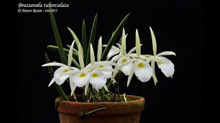 Brassavola tuberculata na Pedra Phaius e muito mais [upl. by Gundry778]