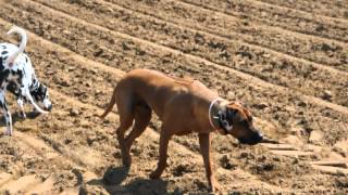 rhodesian ridgeback and dalmatian [upl. by Lear]