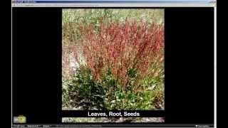 Rumex acetosella  Sheeps Sorrel Pt 1 of 2 [upl. by Lear]