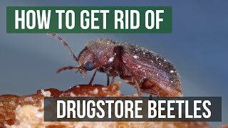 Get rid of Japanese Beetles  5 Minutes 5 Solution [upl. by Carothers409]