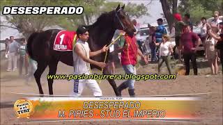 PREVIA HIPODROMO 27 DE ABRIL 3 11 24 [upl. by Oderfla571]