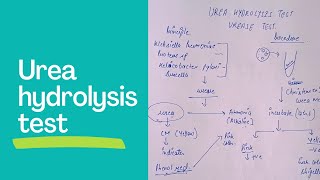 urea hydrolysis testurease test in microbiology biochemical test in microbiology [upl. by Nohsal]