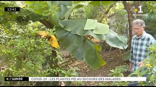 Les plantes péi au secours des malades  Quen pense Raymond Lucas [upl. by Mirabel148]