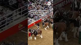 Budweiser Clydesdales get tangled at San Antonio rodeo  USA TODAY Shorts [upl. by Yonina986]