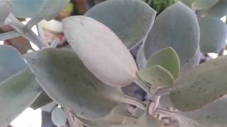 Kalanchoe Bracteata Cuchara de Plata [upl. by Adyam]