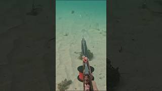 Trevally catch and cook spearfishing catchandcook [upl. by Romeu]