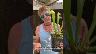 Cobra Plant Darlingtonia Care and Seed Sowing [upl. by Guglielmo]