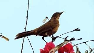 Claycolored Thrush Turdus Grayi  Sensontle Ruiseñor Zorzal [upl. by Christiano579]