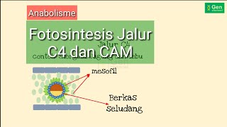 Anabolisme Fotosintesis Jalur C4 dan CAM [upl. by Horatius]