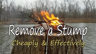 How to Remove a Stump Cheaply amp Effectively [upl. by Gadmann]