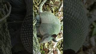 NineBanded Armadillo Dasypus novemcinctus  Observed in Description [upl. by Sirhc247]