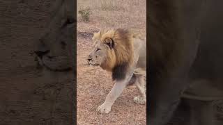 Plains Camp Male Lion On move  lion shorts animals viralshorts [upl. by Astri]